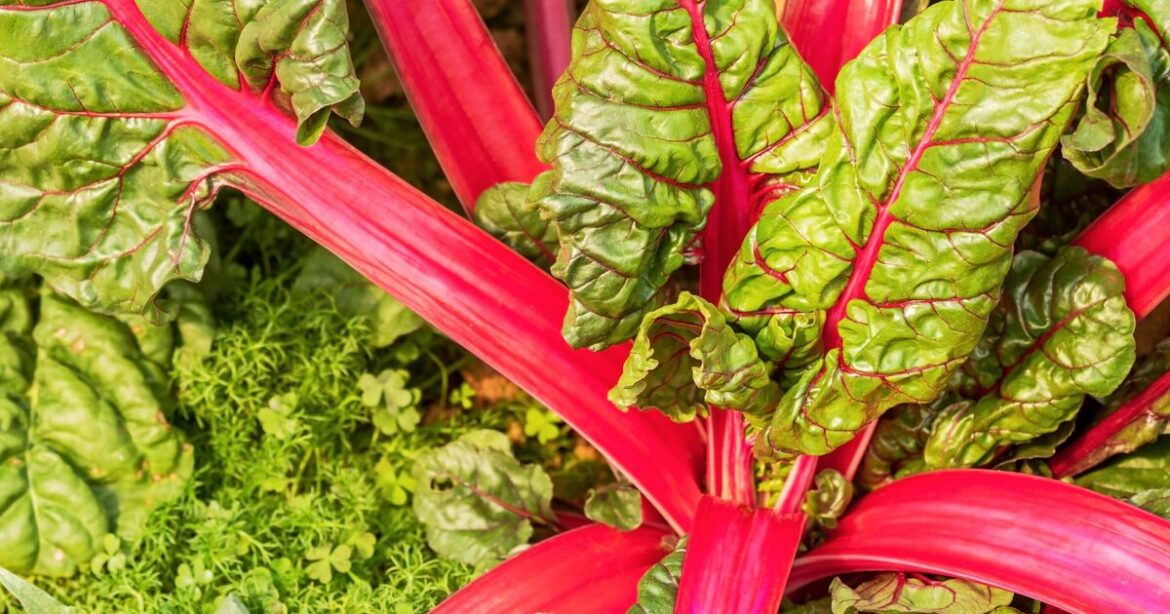 How to grow better rhubarb faster with gardening expert’s 1 simple task