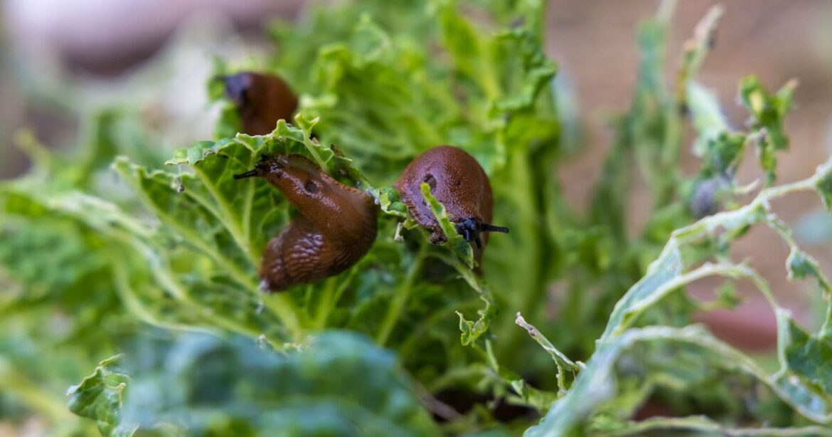 How to deter slugs and snails for good with 1 simple ingredient they hate How to deter slugs and snails for good with 1 simple ingredient they hate