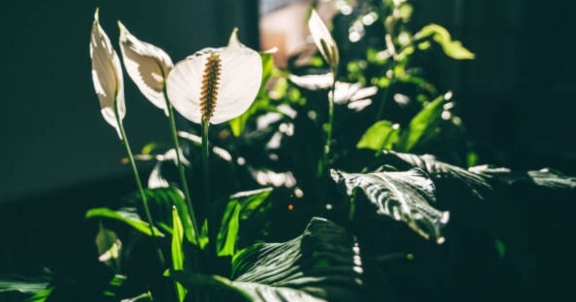 Peace lilies will grow ‘bigger and better blooms’ with 75p product