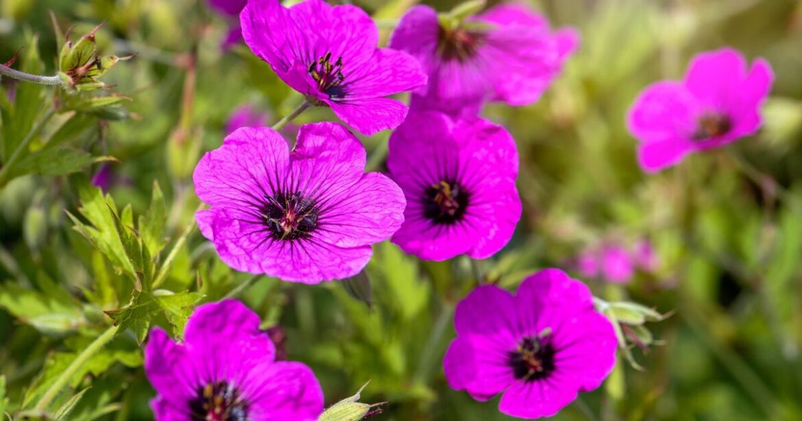 Gardener’s low-pollen flowers ‘perfect for hay fever sufferers’ Gardener's low-pollen flowers 'perfect for hay fever sufferers'