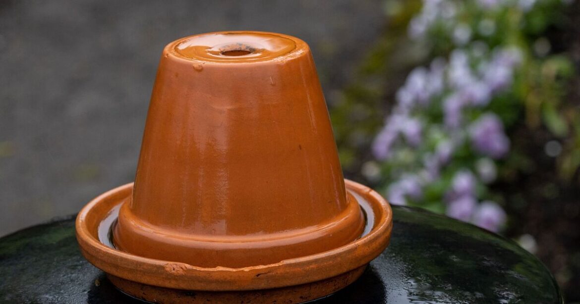 Plants won't need daily watering using ancient gardening method