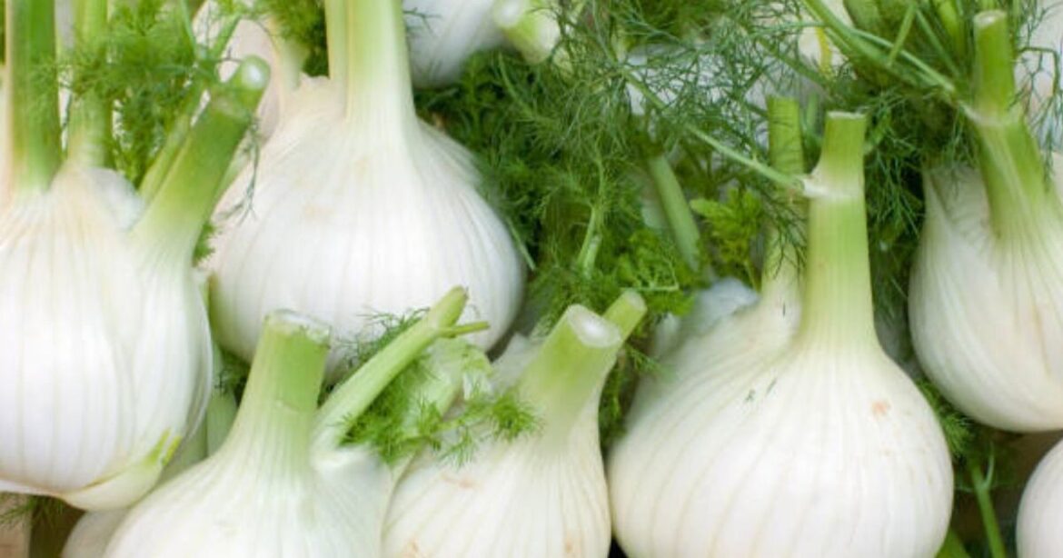 Anyone growing fennel in their garden urged to do one thing