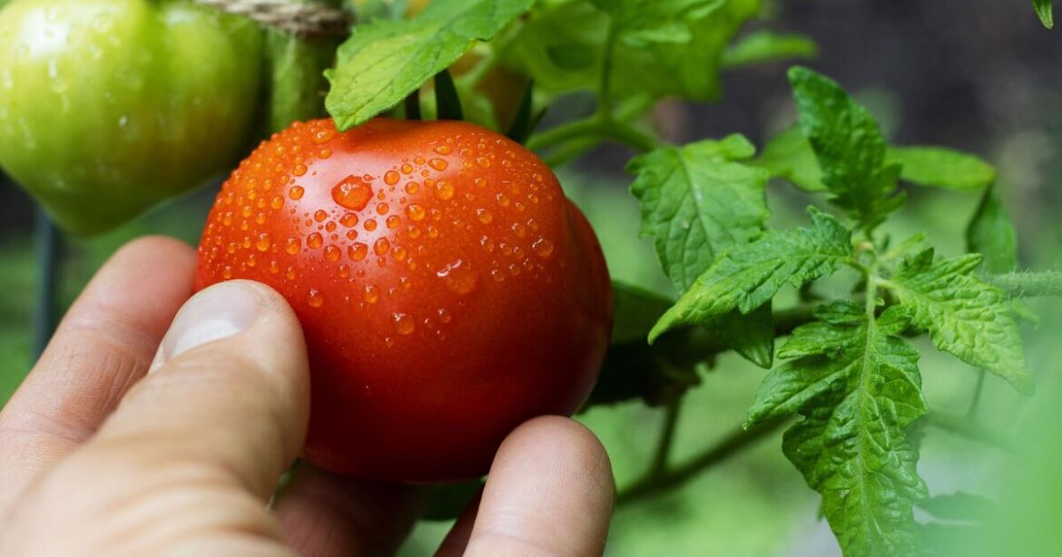 Tomatoes will grow bigger if gardeners remove 1 thing from the plant Tomatoes will grow bigger if gardeners remove 1 thing from the plant