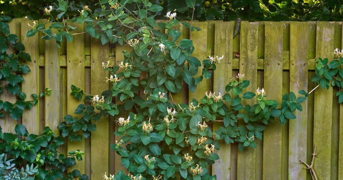 4 climbing plants to grow if you want garden fence 'covered' in weeks