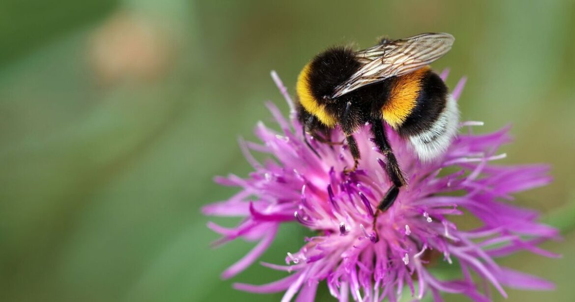All gardeners urged to plant two flowers to help outdoor space thrive