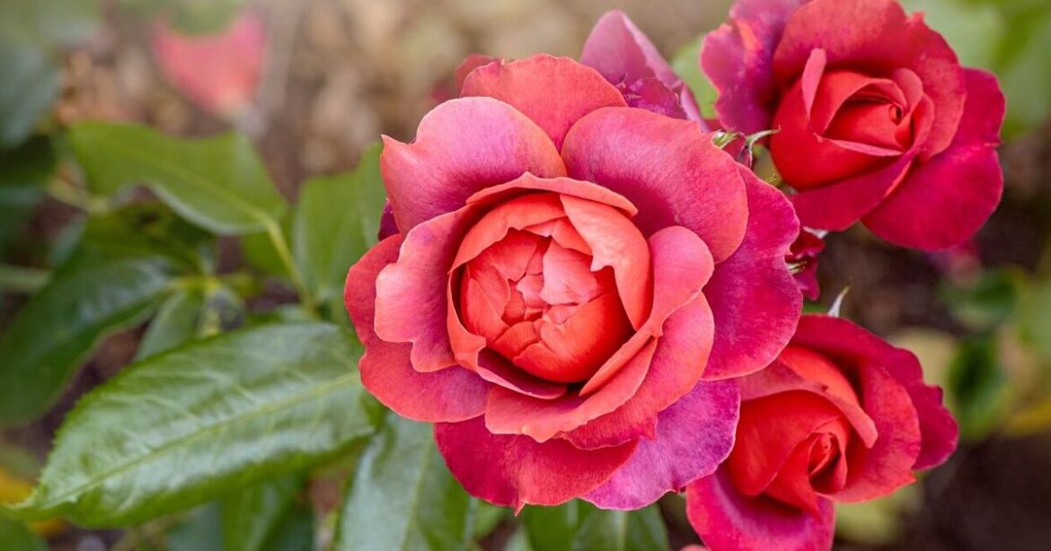 Experts on the best blooms for a hayfever-friendly garden