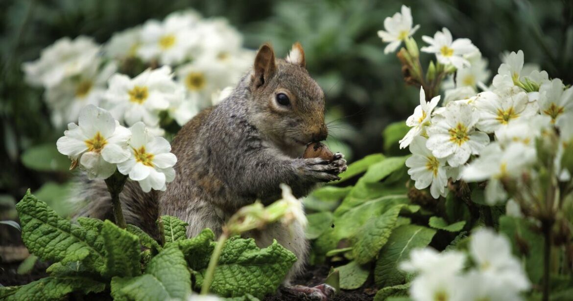 How to deter squirrels for good naturally with 1 threatening item How to deter squirrels for good naturally with 1 threatening item