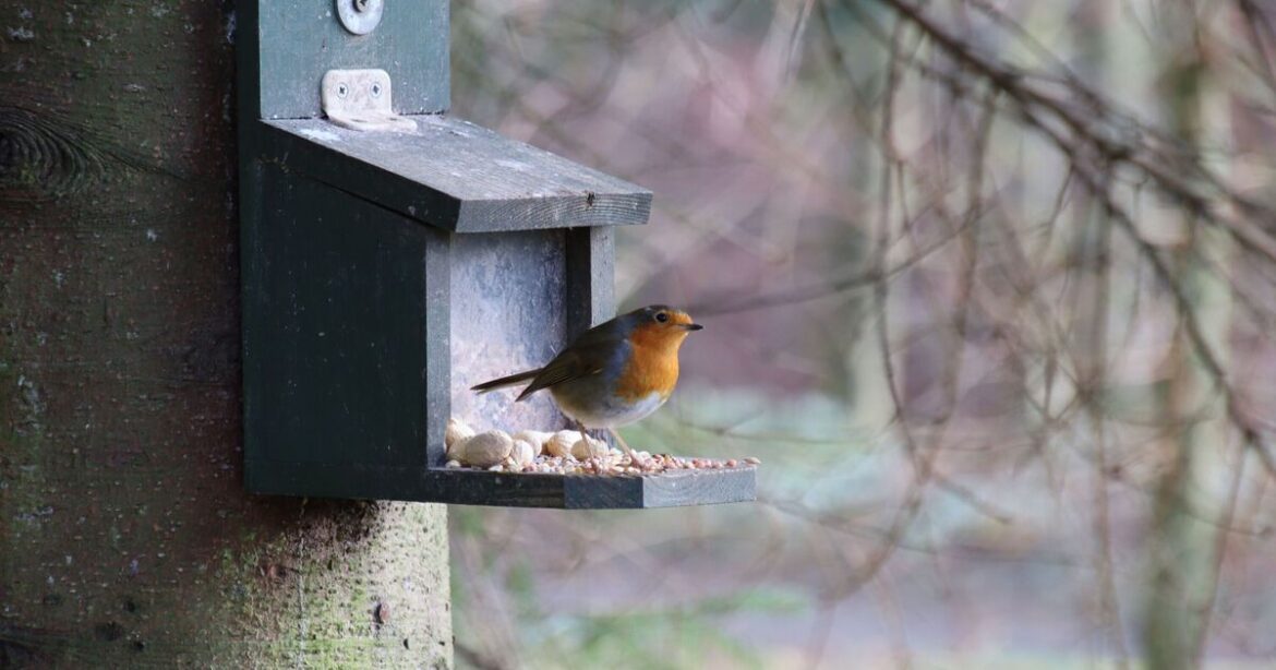 People told to avoid 1 bird feeder food that can ‘cause kidney failure’