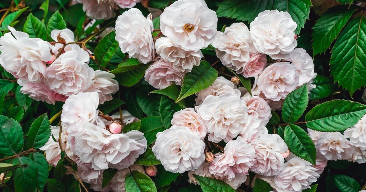 Roses can lose all their leaves if gardeners miss ‘most serious sign’ Roses can lose all their leaves if gardeners miss 'most serious sign'