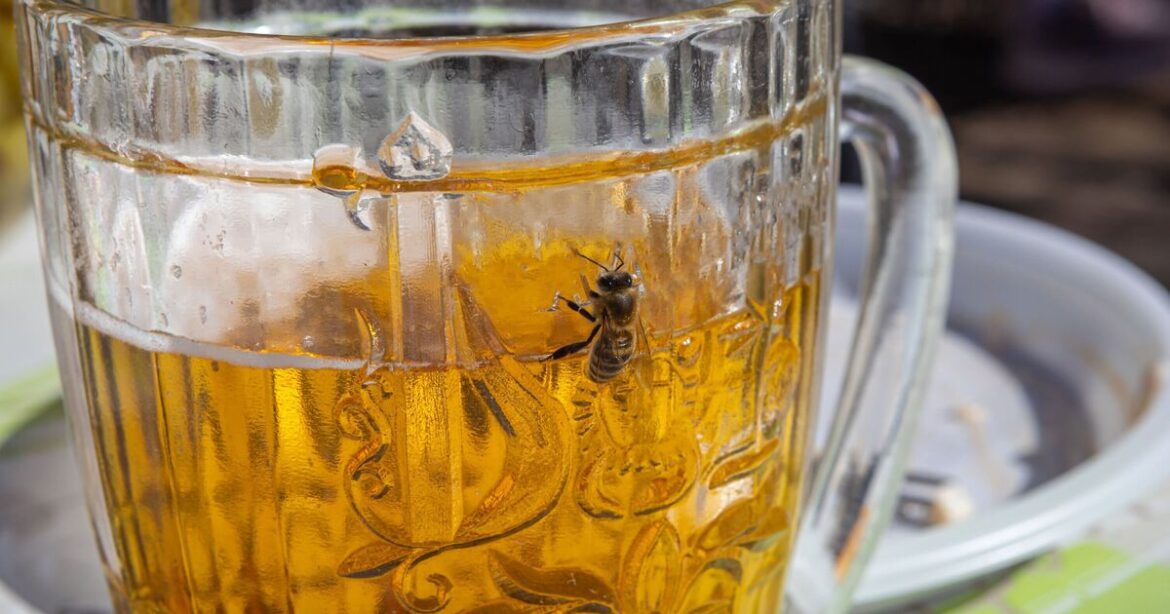 Wasps will avoid you and your garden if you use 1 cheap ingredient | Nature | News