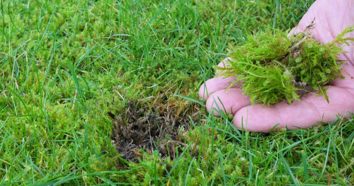 Gardeners urged to water lawn with 1 common ingredient - ‘gets rid of moss’ | UK | News
