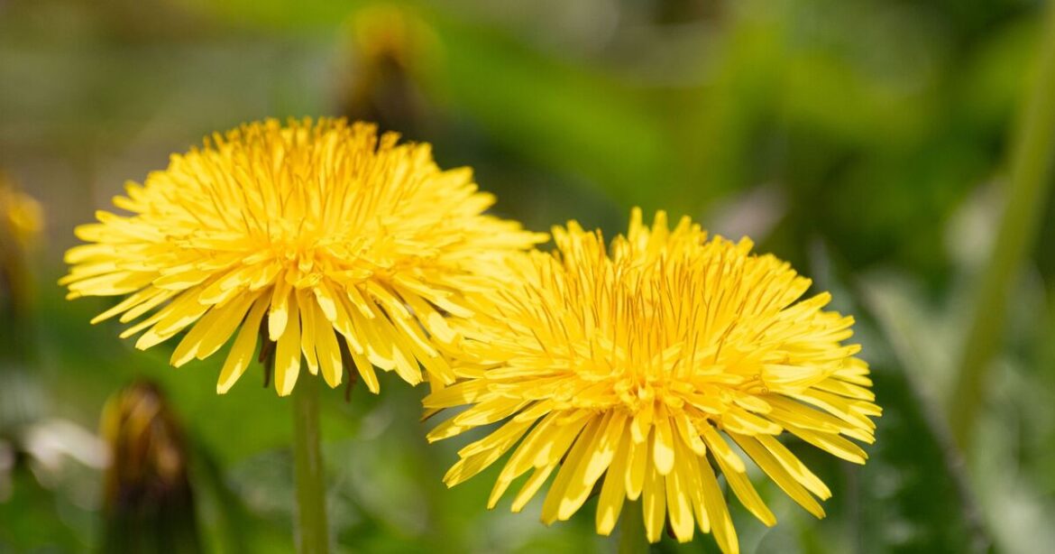 Anyone with dandelions in the garden urged to do 1 crucial thing