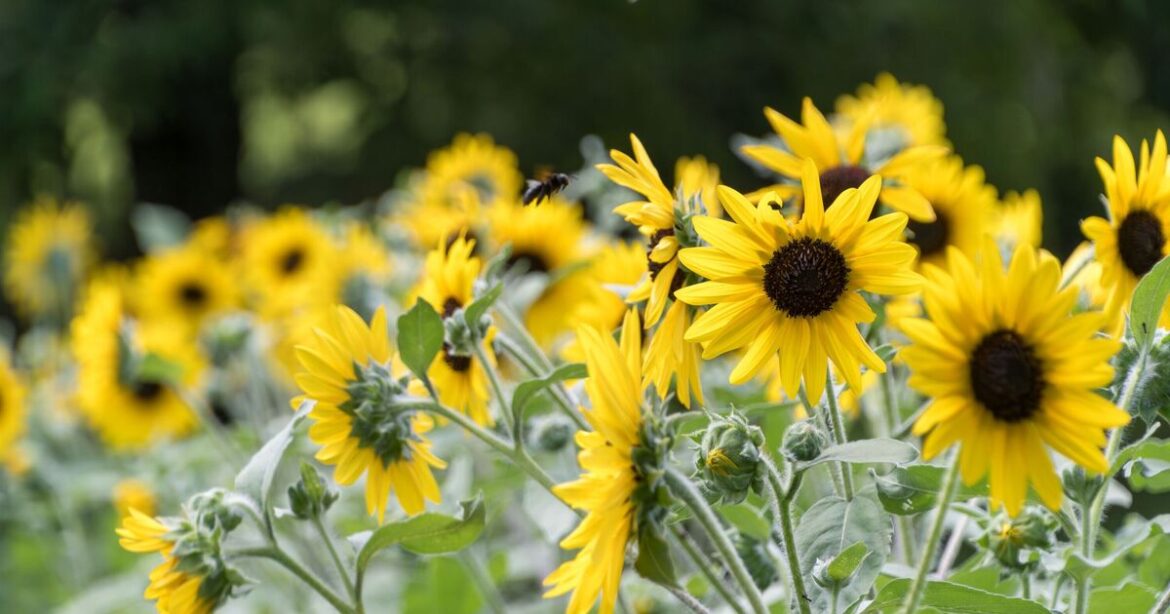 Gardeners urged to place toilet paper tubes around their plants