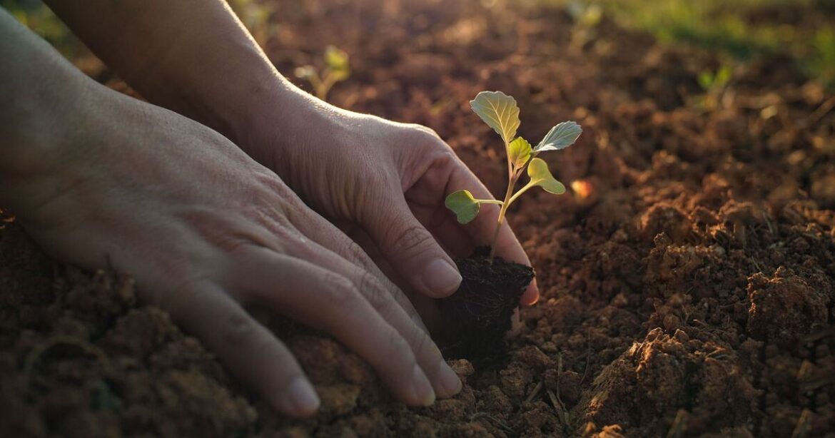 Gardeners urged to bury fish heads under plants | Nature | News Gardeners urged to bury fish heads under plants | Nature | News