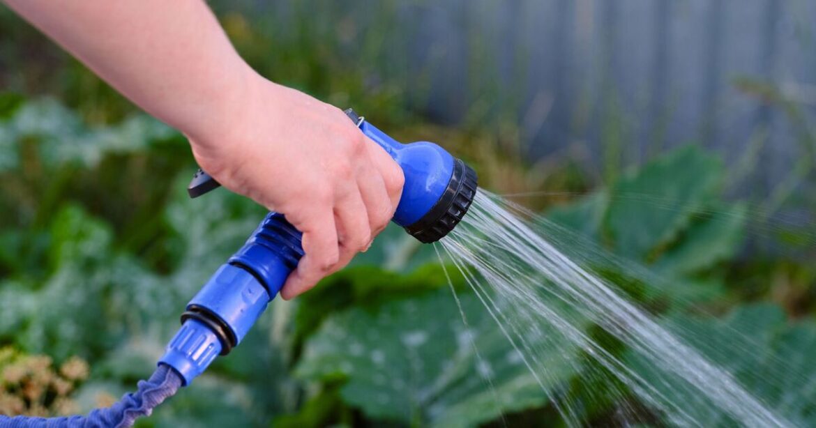 Anyone struggling with their garden urged to add 1 plant that 'thrives on neglect'