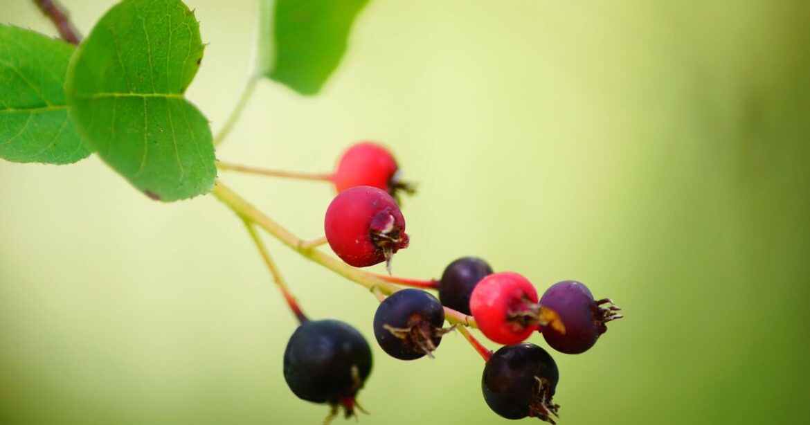 5 trees that grow ‘exceptionally well’ in pots and are perfect for small gardens 5 trees that grow ‘exceptionally well’ in pots and are perfect for small gardens