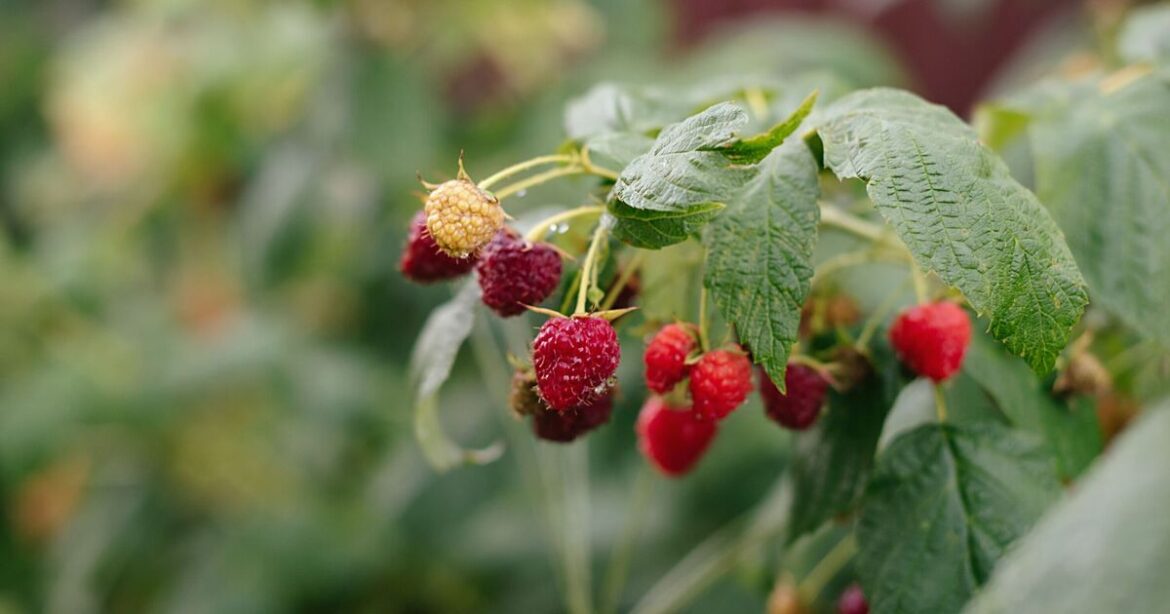 Raspberry bushes grow bigger berries faster by adding 1 item to soil