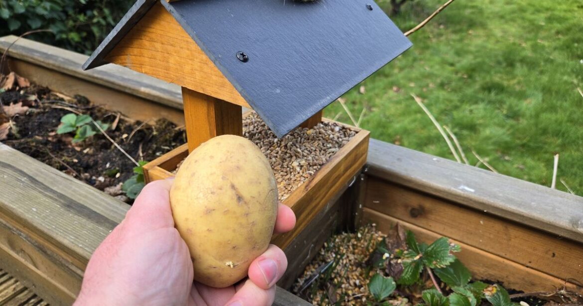 Gardeners urged to put potatoes on bird tables this spring