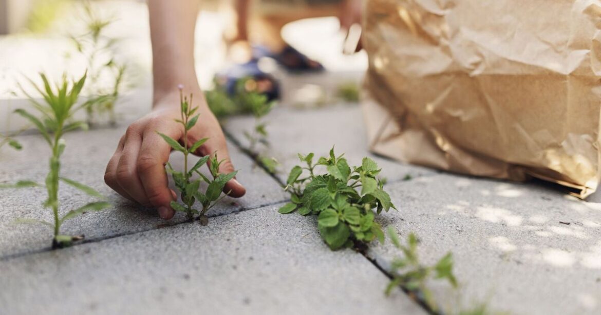 Patio weeds will ‘stay away for ages’ if gardeners ditch herbicides for 1 item Patio weeds will 'stay away for ages' if gardeners ditch herbicides for 1 item