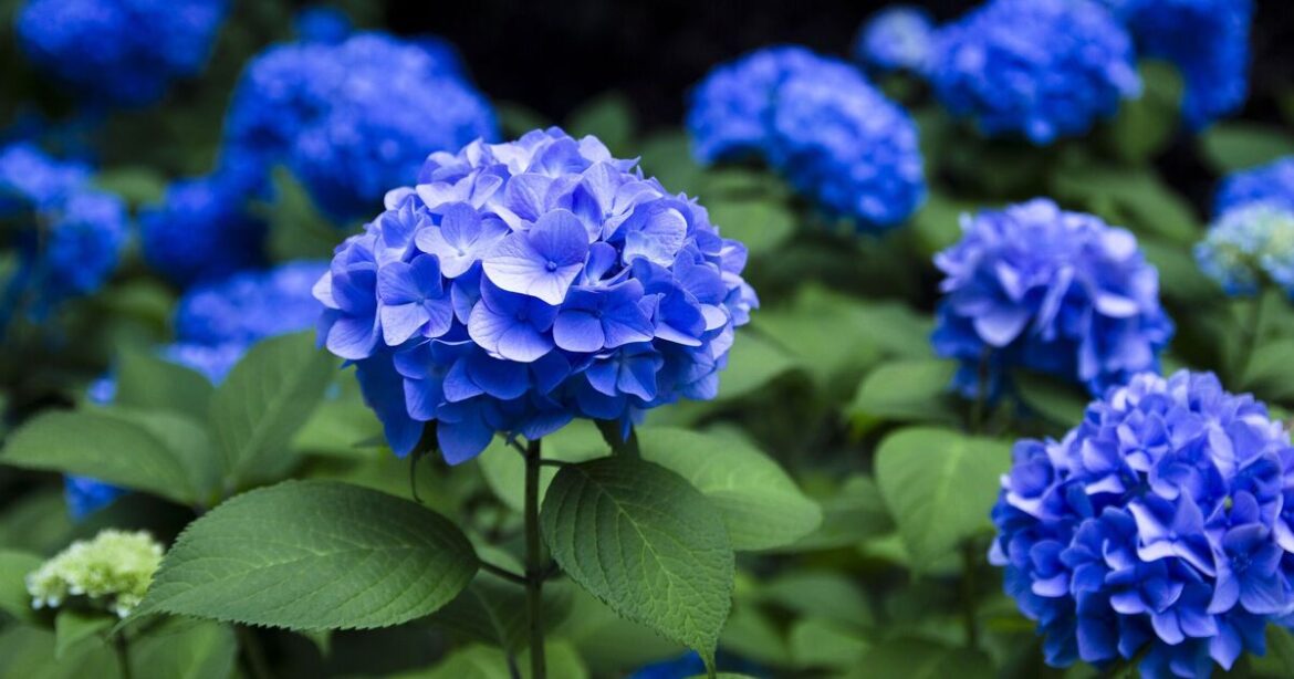 Hydrangeas bloom bright blue if 1 kitchen ingredient is added to soil