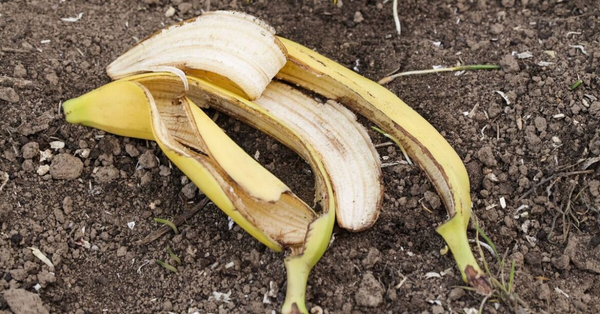 Gardeners urged to do 1 thing with banana peels for ‘great’ plant growth Gardeners urged to do 1 thing with banana peels for ‘great’ plant growth