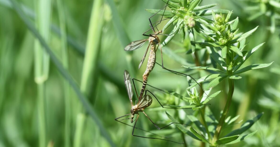 Gardeners told to put one item in garden to 'save their lawn'