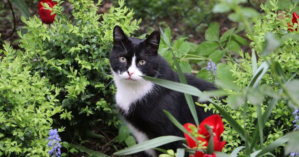 Gardeners urged to sprinkle curry powder in flower beds in May