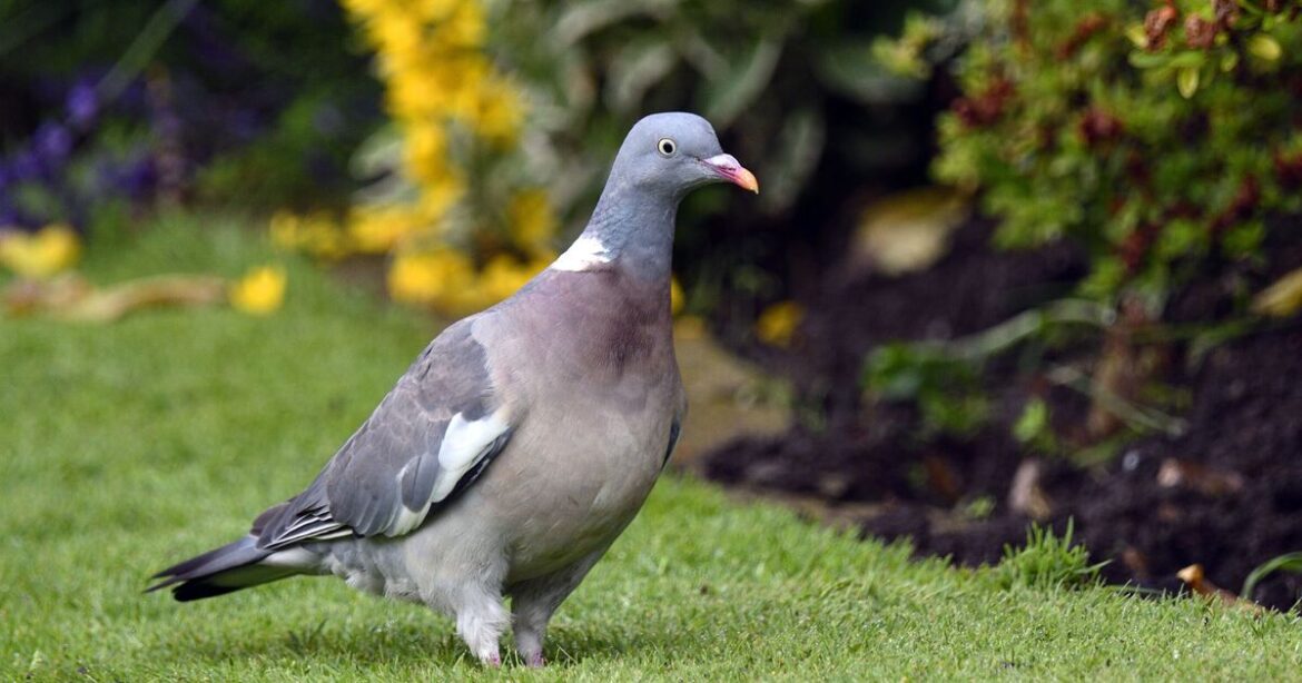 Pigeons will fly away immediately if you use 61p product in gardens Pigeons will fly away immediately if you use 61p product in gardens