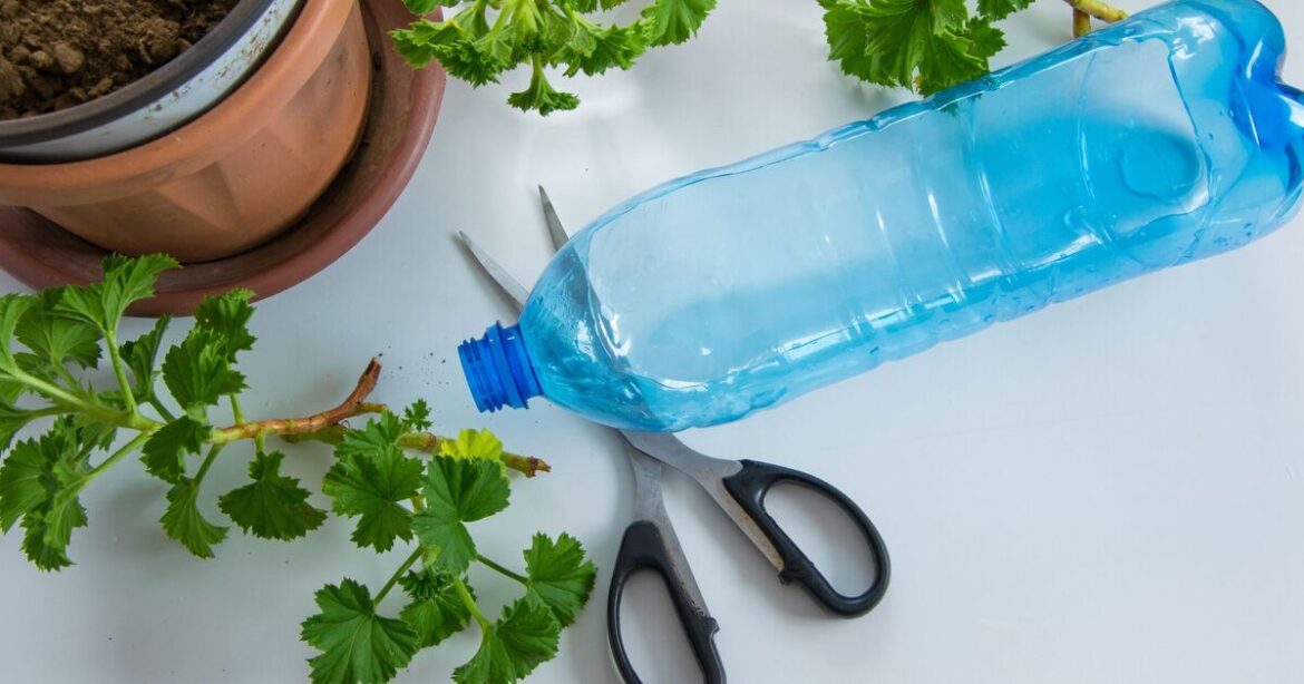 Gardeners urged to put plastic bottles in garden this summer Gardeners urged to put plastic bottles in garden this summer