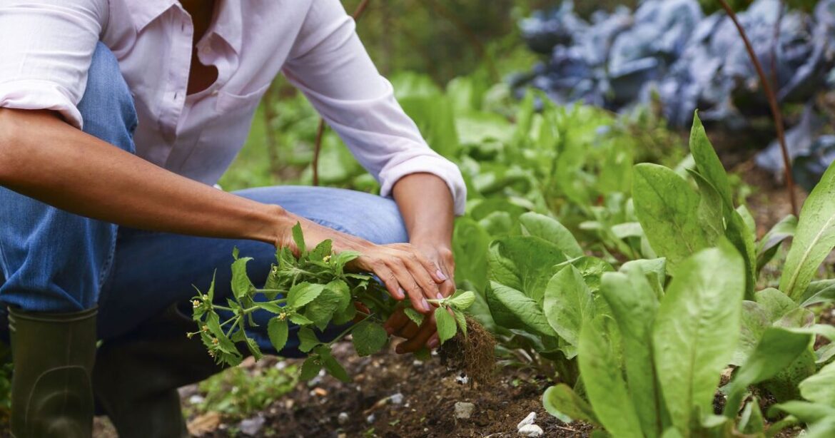 Gardeners urged to use 2 simple kitchen ingredients for 'powerful' homemade fertiliser