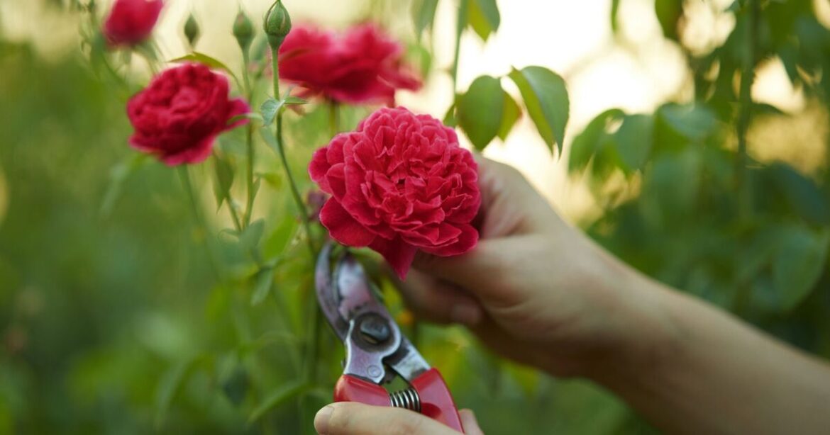 Gardeners urged to complete one task now or risk harming plants Gardeners urged to complete one task now or risk harming plants