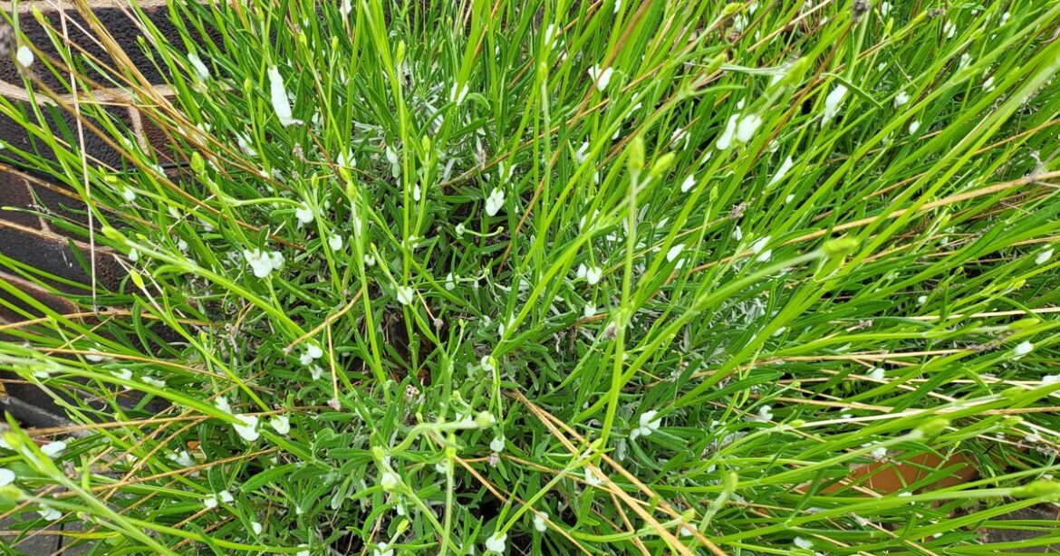 Gardeners told not to touch strange froth on garden plants this May
