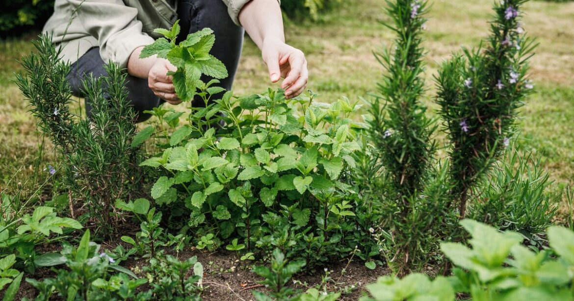 Gardeners urged to never make this one mistake when planting mint