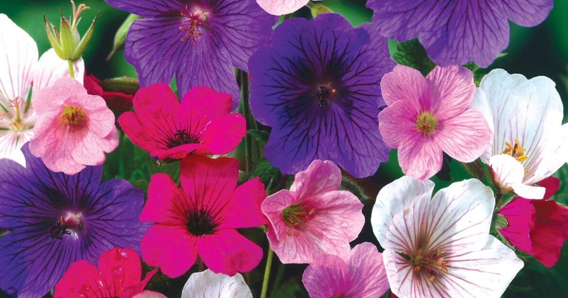 6 low maintenance plants that will last decades in your garden | UK | News