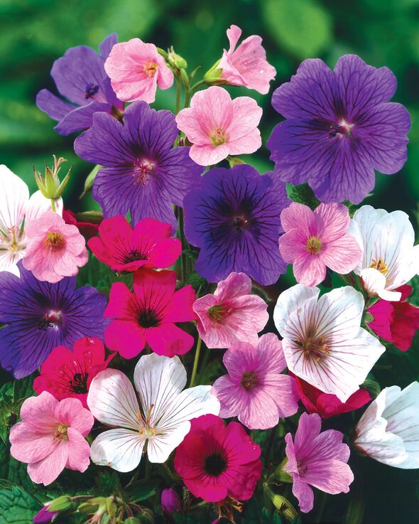 Hardy geraniums 