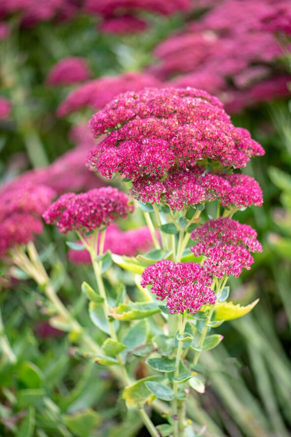 Close-up image of the summer flowering Sedum 'Indian Chief' vibrant pink flowers