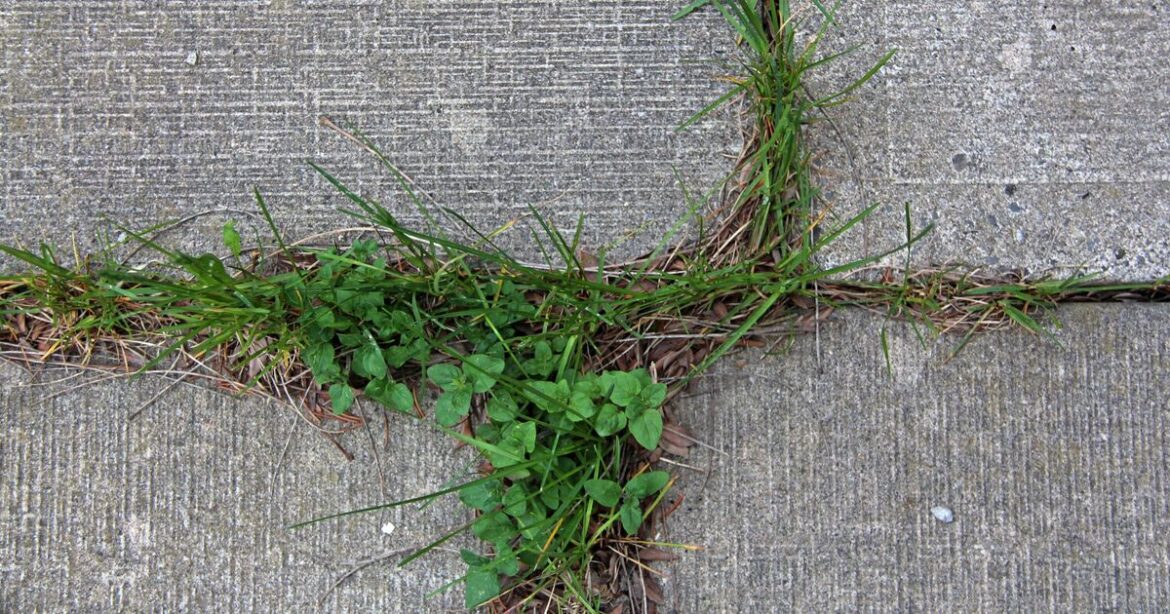 Gardeners urged to use common household product to kill weeds - 'better than vinegar'