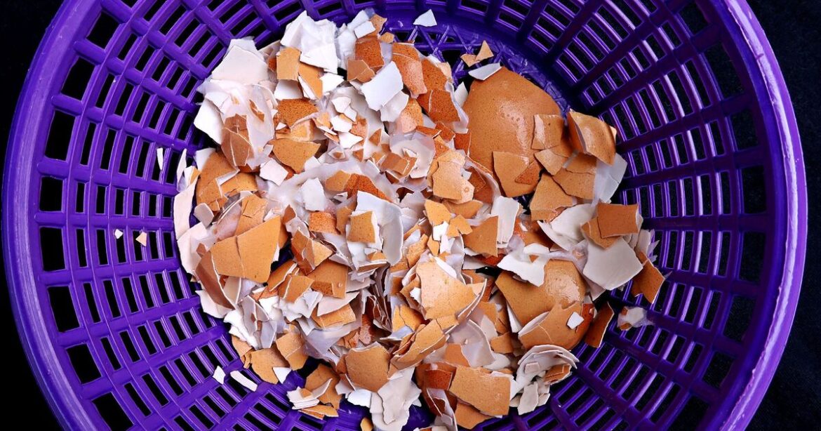 Don't throw away egg shells as they have important garden use