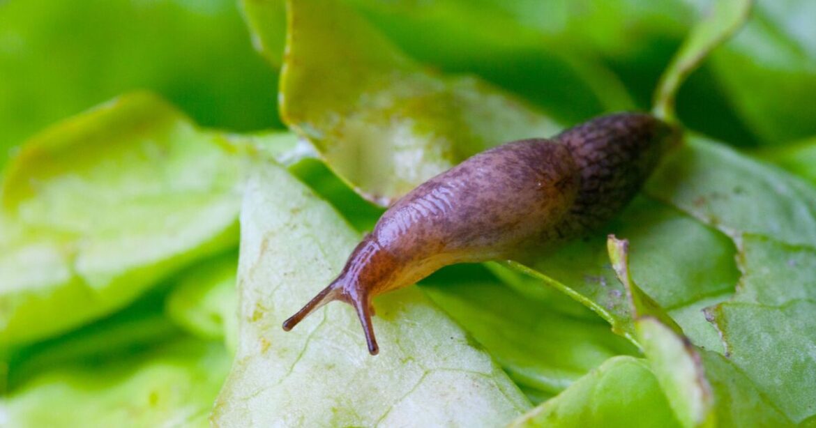 Slugs will leave your plants and garden alone if you use 1 unusual drink