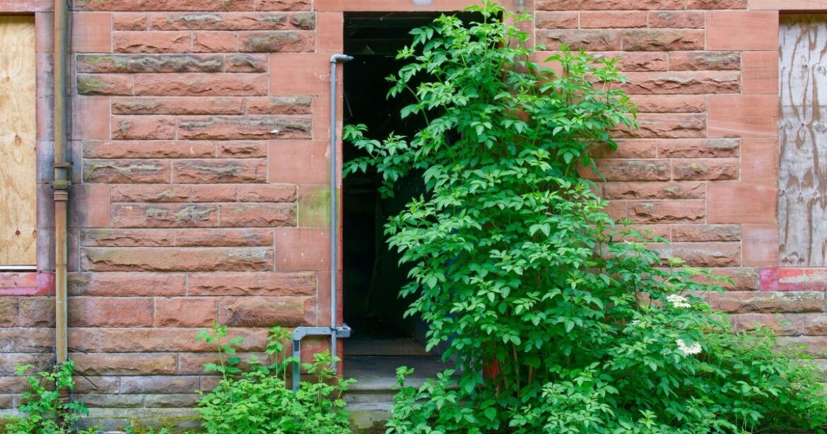 ‘I’m an expert – gardeners must watchout for plant that’s UK’s next Japanese knotweed’ 'I’m an expert - gardeners must watchout for plant that's UK's next Japanese knotweed'
