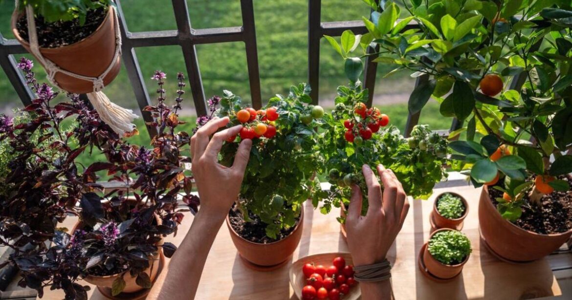 Three vegetables to grow on your patio now that will harvest in July Three vegetables to grow on your patio now that will harvest in July