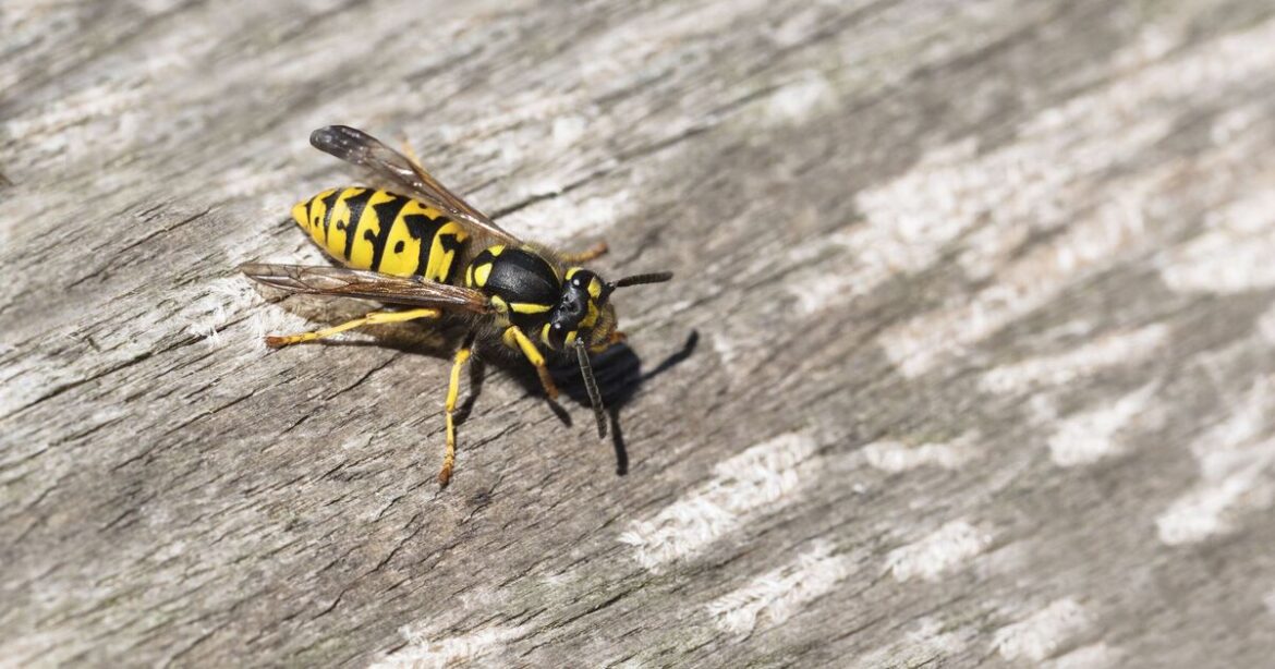 Wasps will turn and fly away if you leave one fruit in your garden