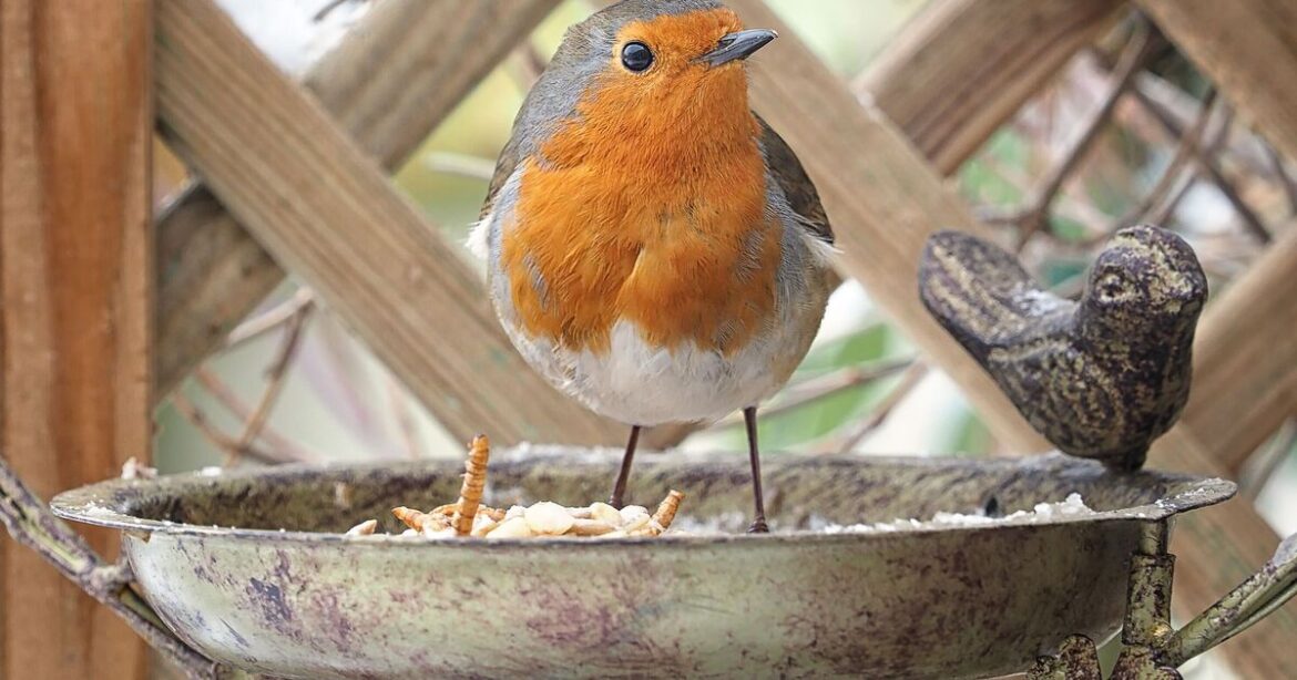 Gardeners urged to leave two fruits on lawns and bird tables in May