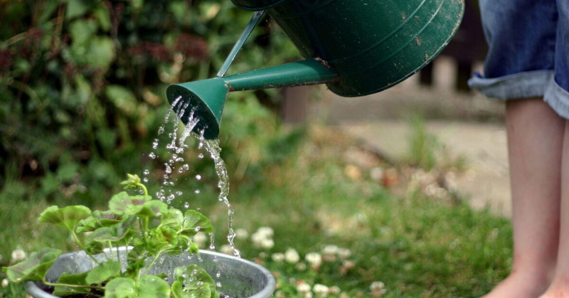 Gardeners urged to stop watering plants from top and do this instead