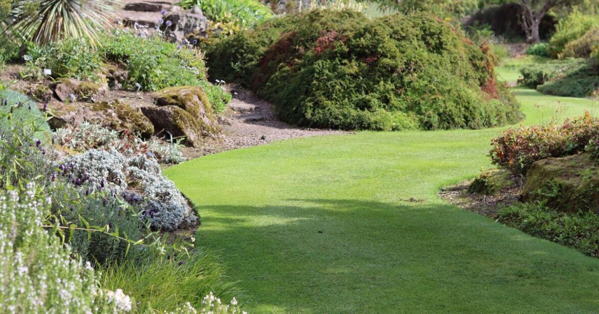 Gardens ‘amazed’ by cheap grass seed that gives 'speedy, lush results'