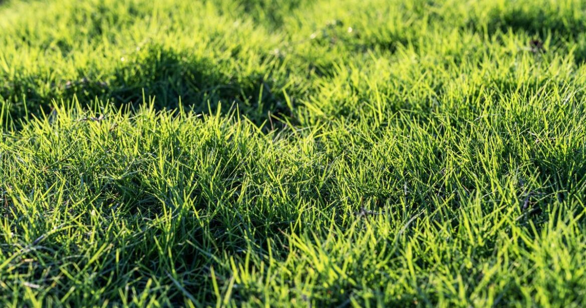 How to thicken lawns fast with gardening expert’s 1 simple task every 3 years