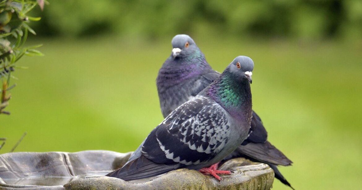 Pigeons will stay away from your garden with 99p hack