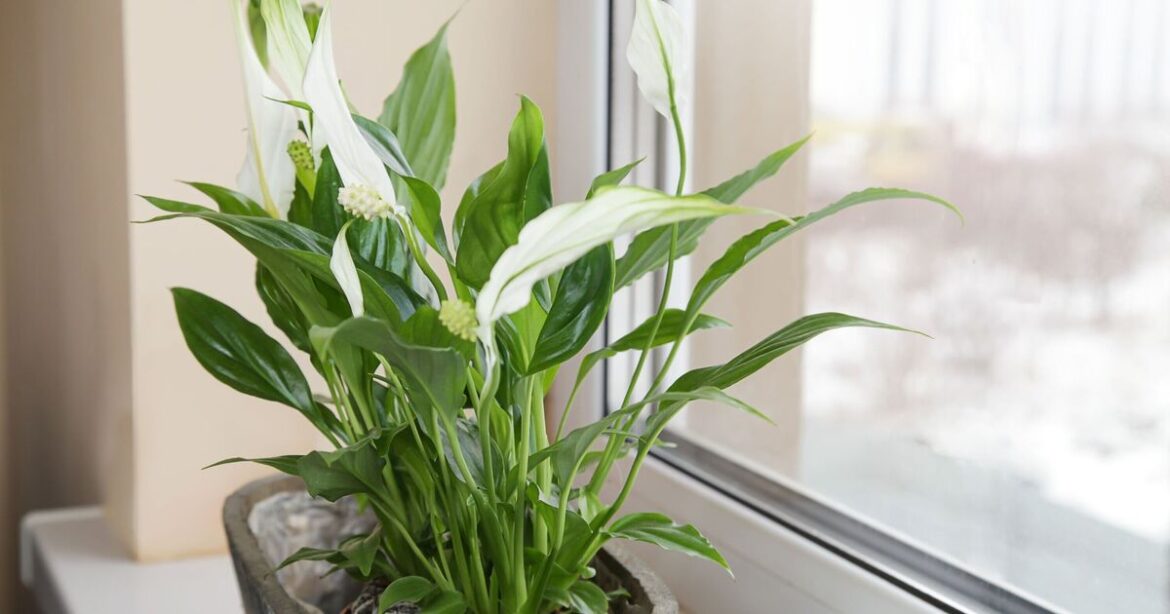 Stop keeping peace lilies in one place if you want them to flower Stop keeping peace lilies in one place if you want them to flower