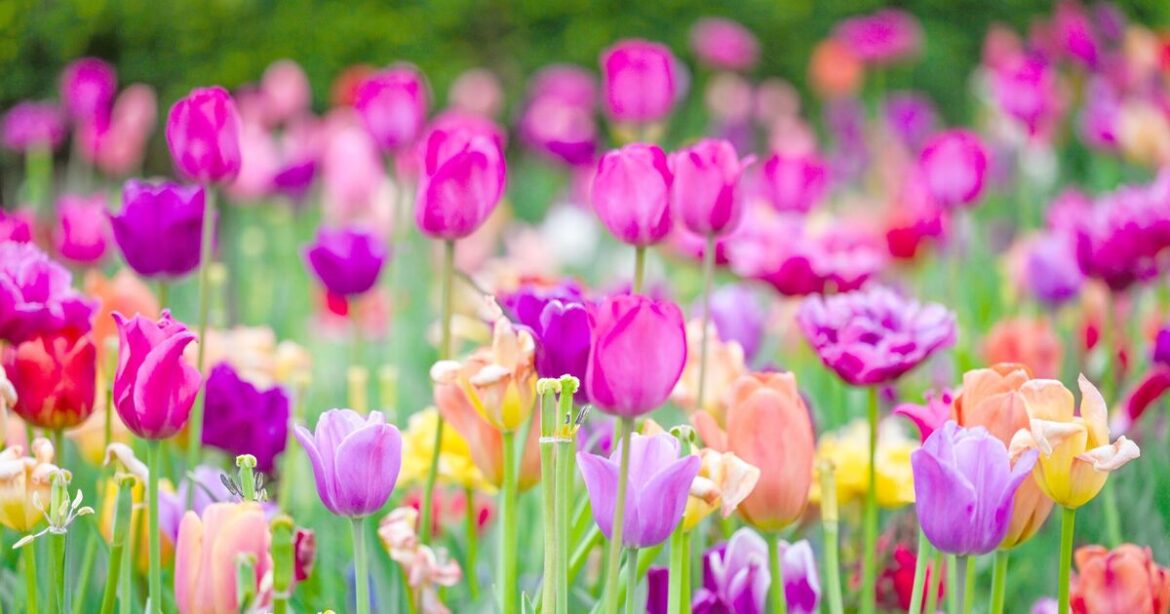 Gardeners urged to plant flowers in 3 colours for 1 amazing reason Gardeners urged to plant flowers in 3 colours for 1 amazing reason