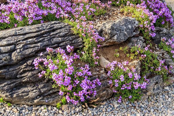 It’s a great time to tuck some alpines into gaps in walls and rockery.